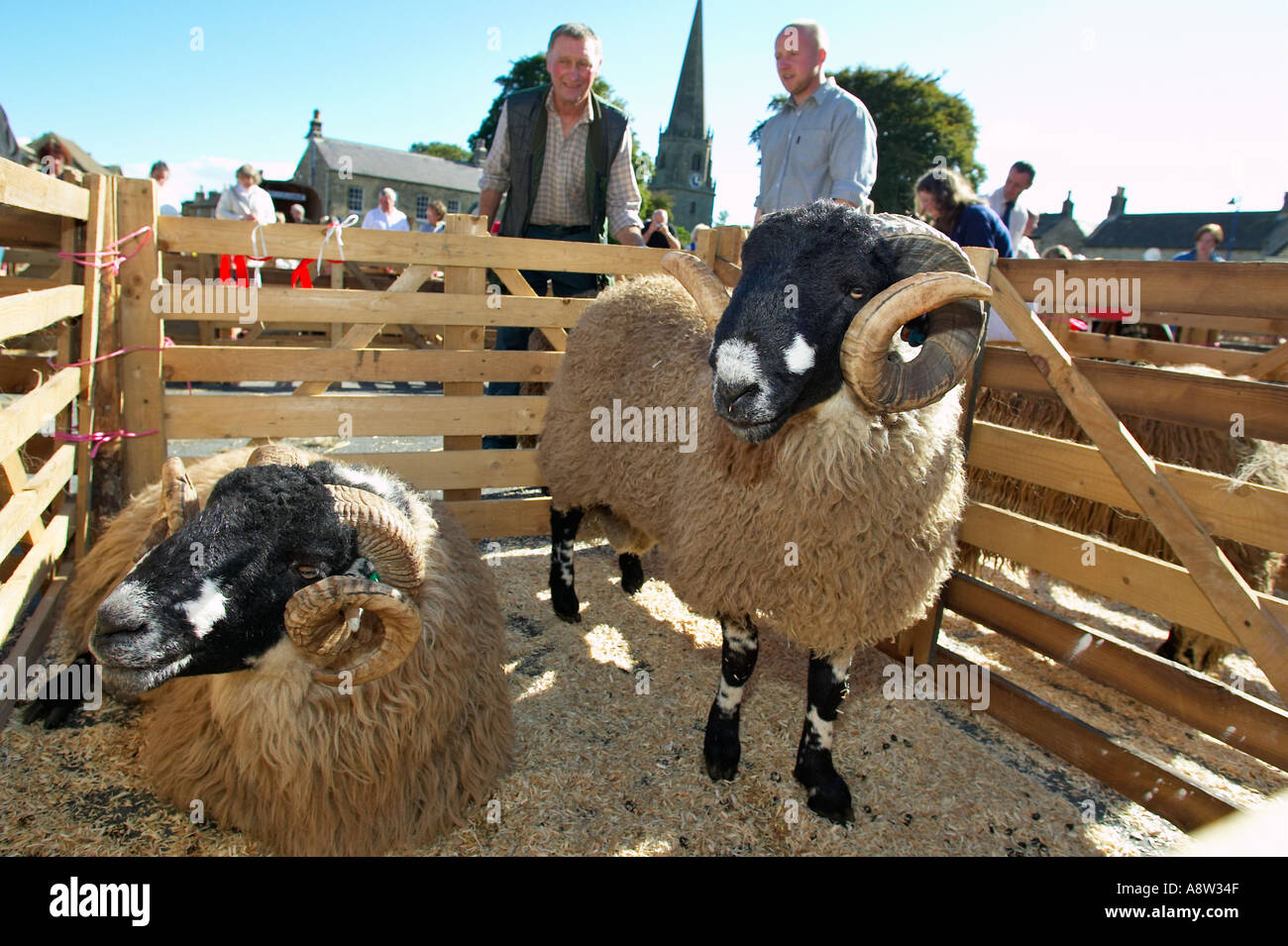 Agriculteur veille sur ses brebis à Masham Moutons juste Yorkshire Angleterre UK Banque D'Images