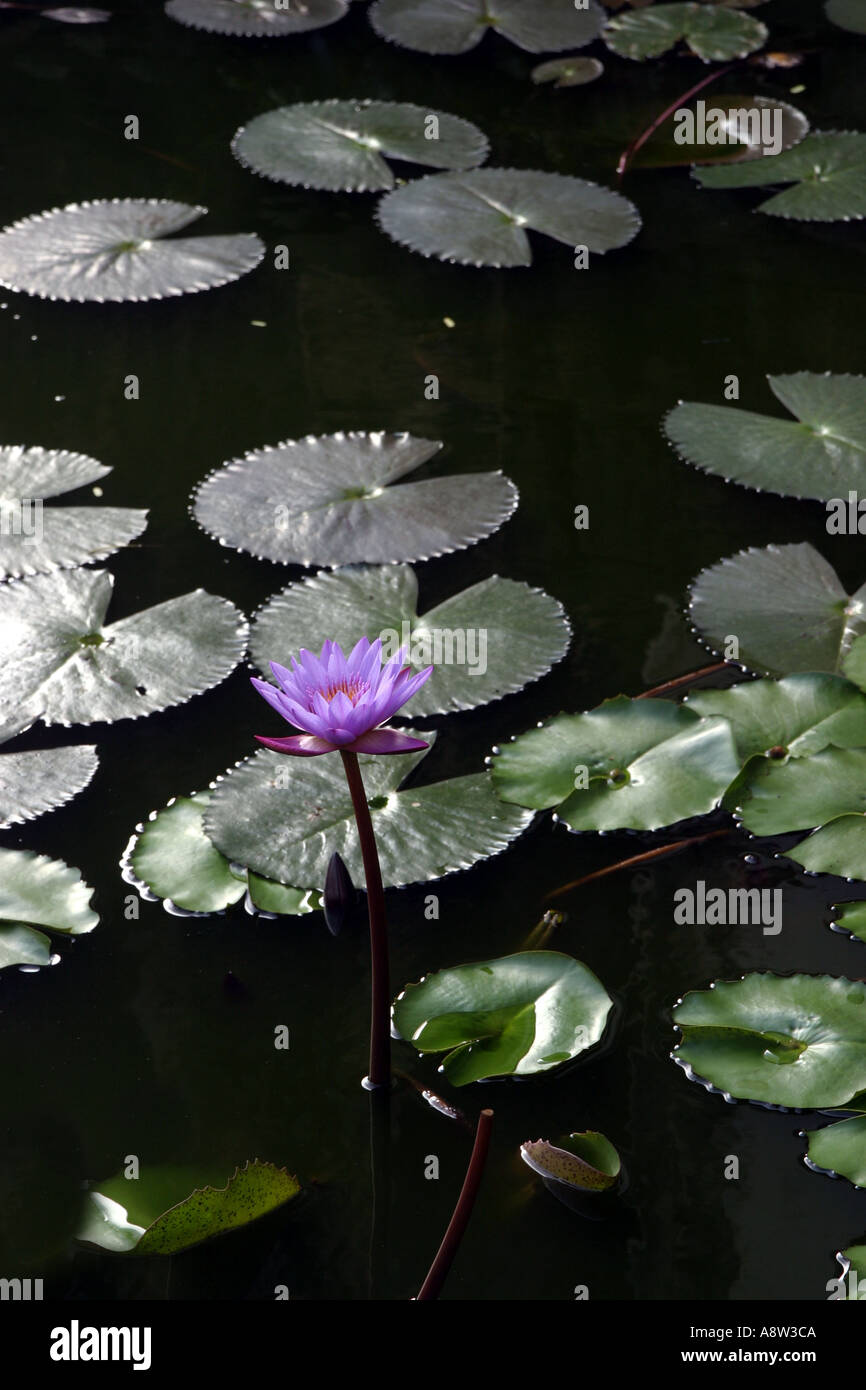 Fleur de nénuphar violet avec des feuilles vertes dans l'étang, au Sri Lanka, en Asie Banque D'Images Fleur de nénuphar violet avec des feuilles vertes dans l'étang, au Sri Lanka, en Asie Banque D'Images