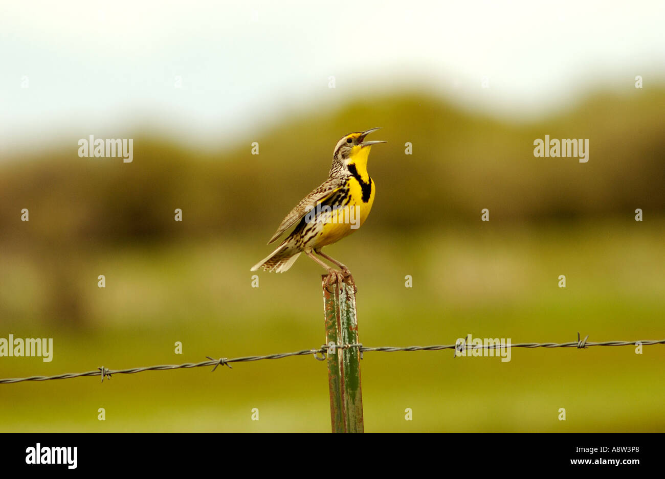 Western Meadow Lark chant dans l'Est de l'Oregon Banque D'Images