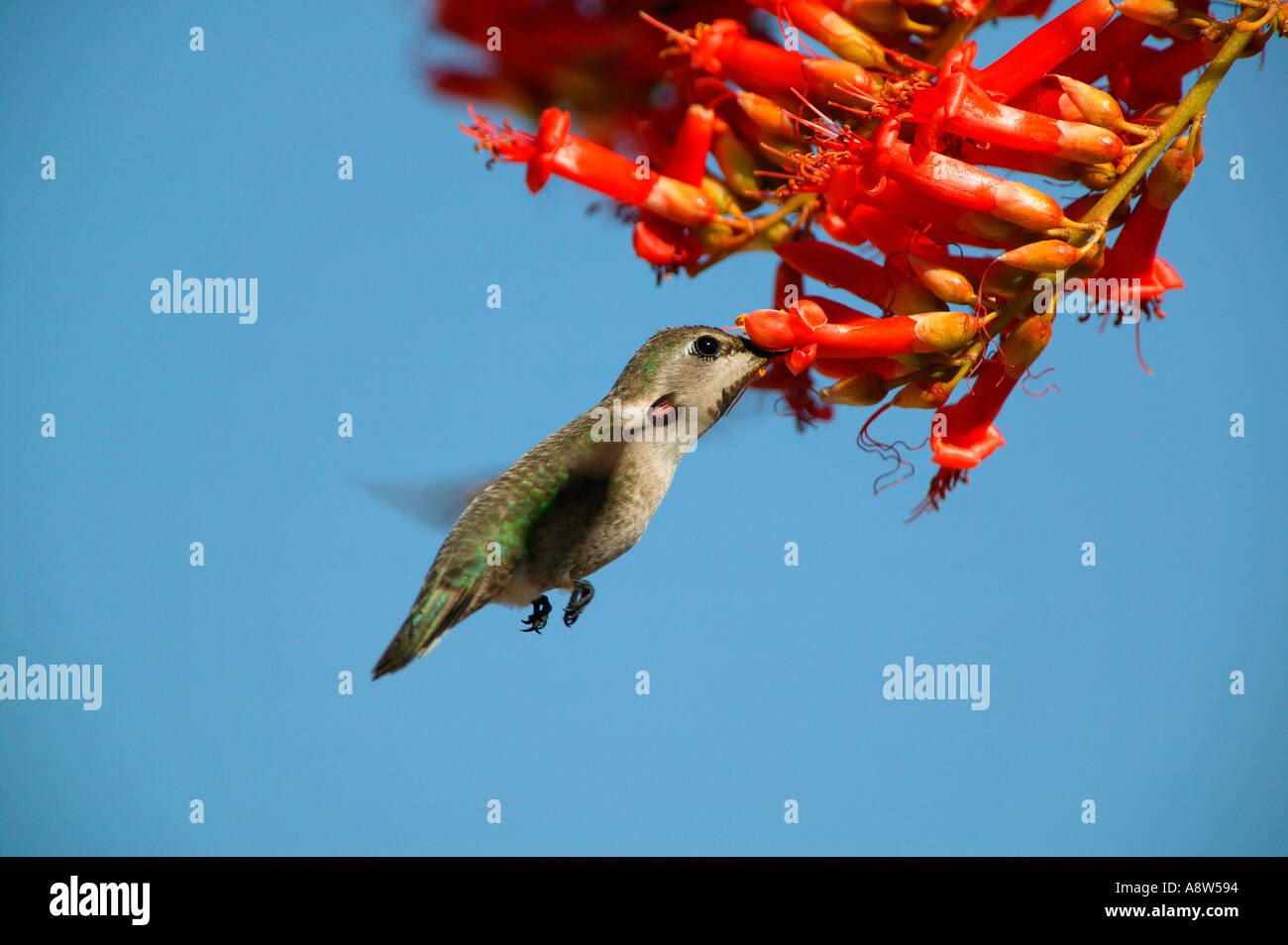 Un Colibri d'anna Calypte anna s et d'un cactus Fouquieria splendens Ocotillo bloom près de Joshua Tree National Park en Californie Banque D'Images