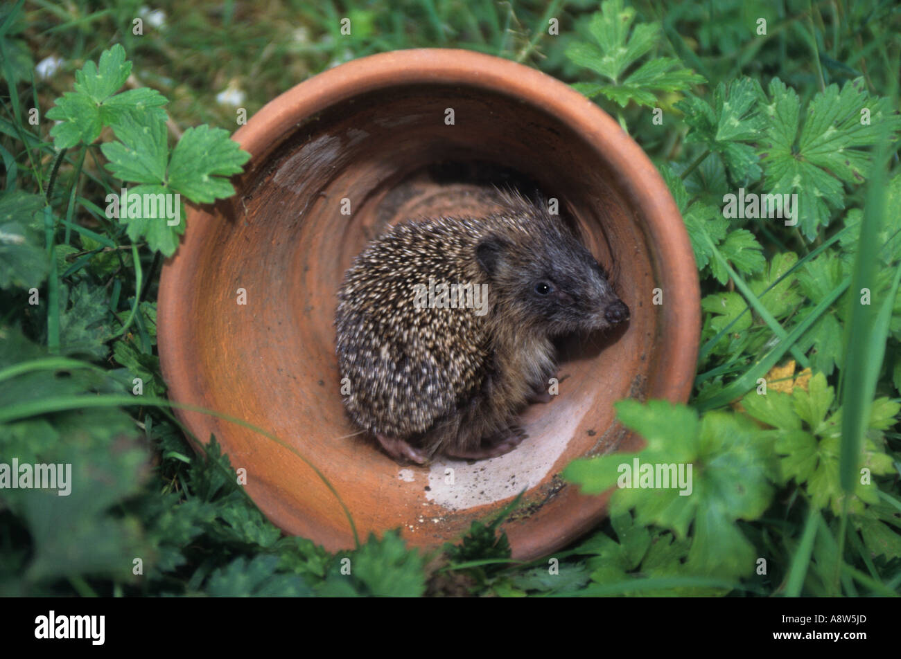 Hedgehog dans une plante en pot Banque D'Images