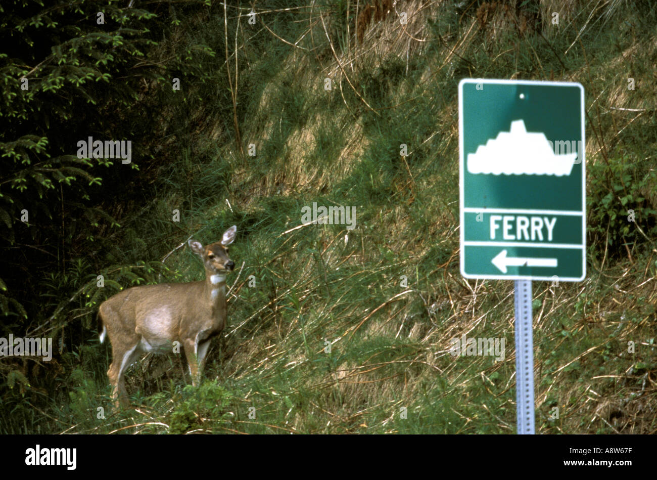Noire de Sitka Cerf de Virginie Odocoileus hemionus Southeast Alaska Juneau Banque D'Images
