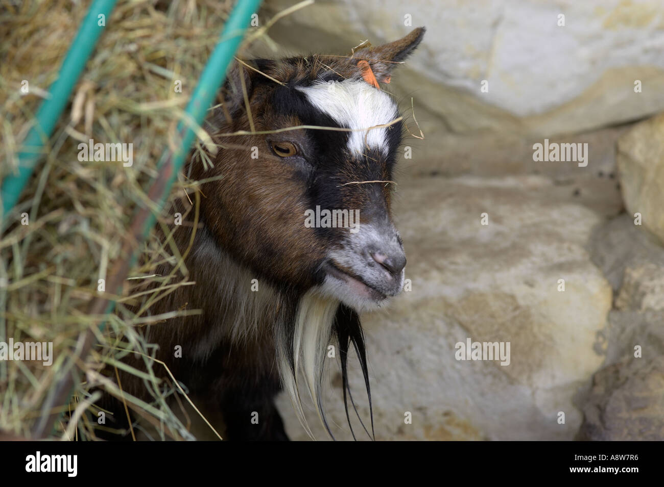 Un adulte seul Billy Goat (Capra aegagrus hircus) peeping de derrière un tas de foin Banque D'Images