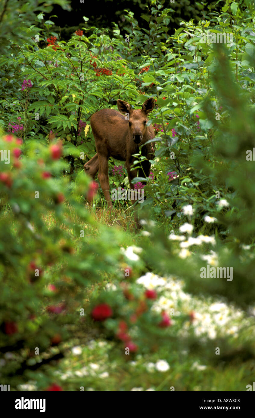 Fleurs orignal dans la péninsule de Kenai, Alaska Seward Banque D'Images