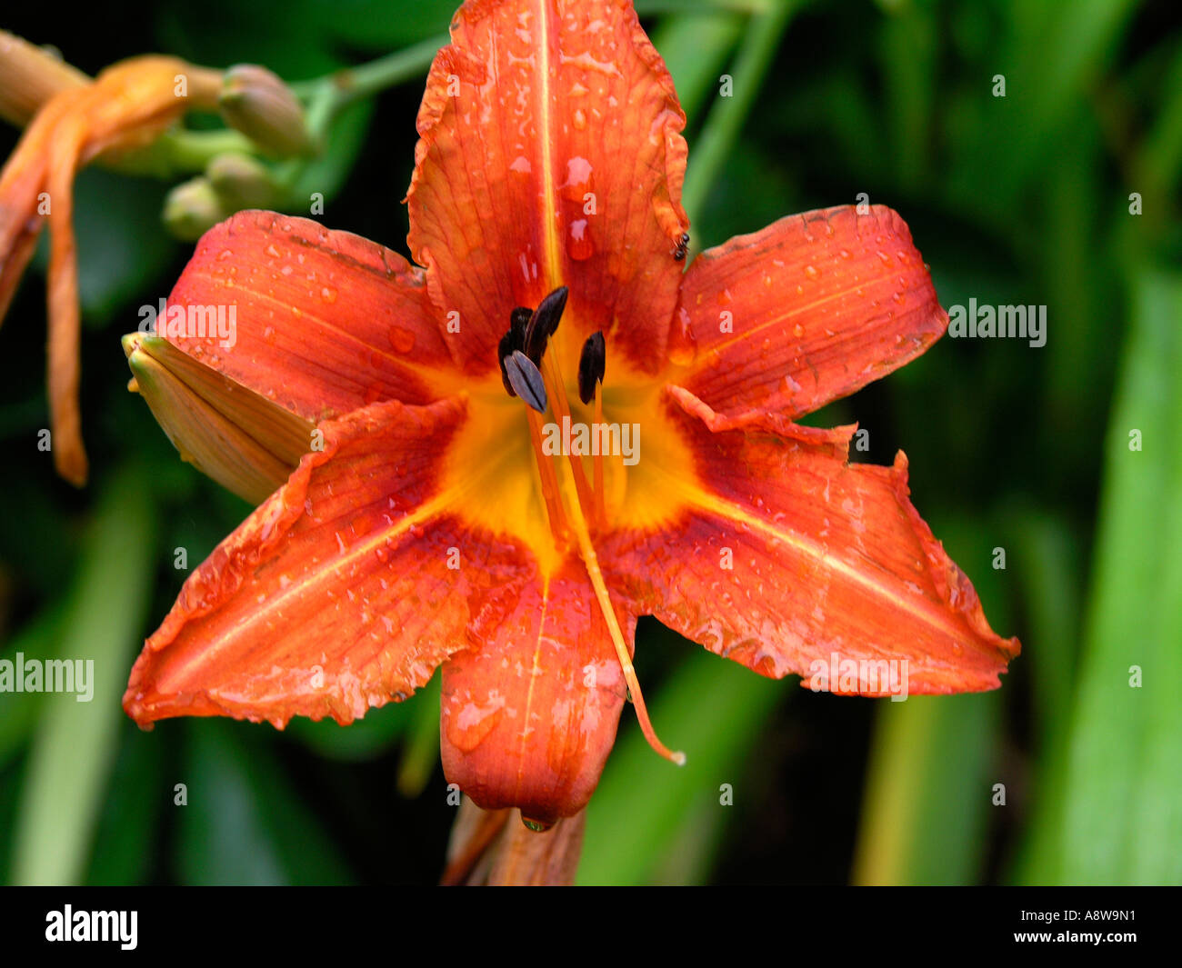 Tiger Lily orange en pleine floraison Banque D'Images