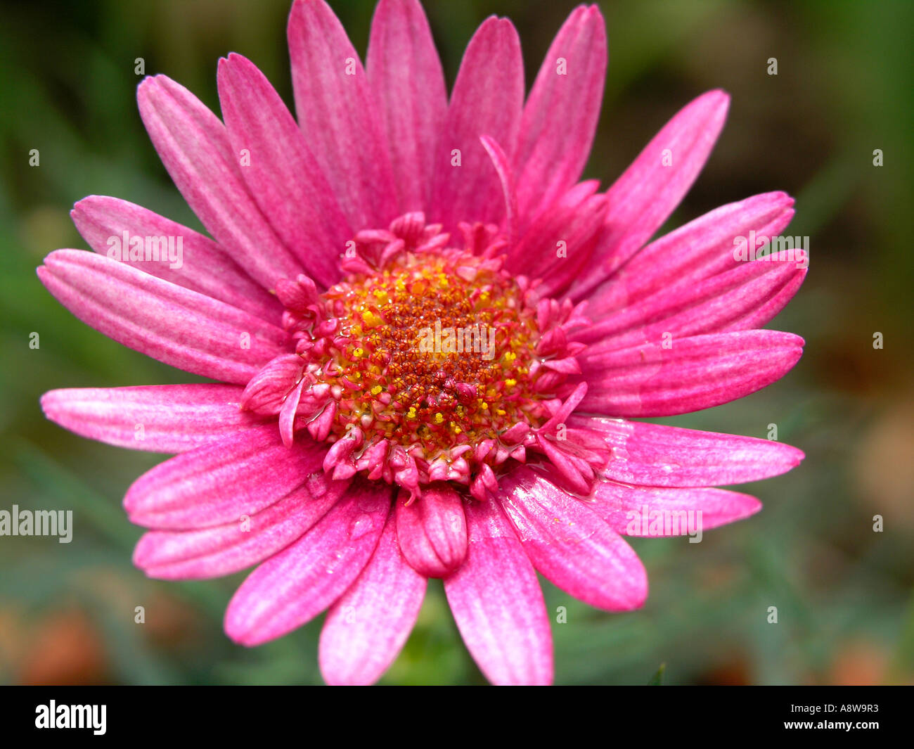 Close up of pink daisy Banque D'Images