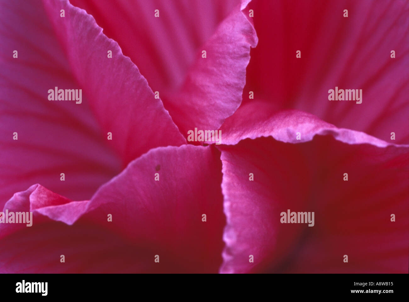 Gros plan d'une Lavateria bloom Alaska Banque D'Images