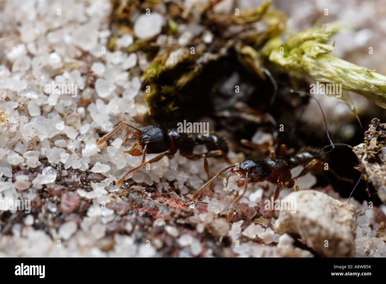Ant de la chaussée (Tetramorium caespitum sable comptable) Banque D'Images