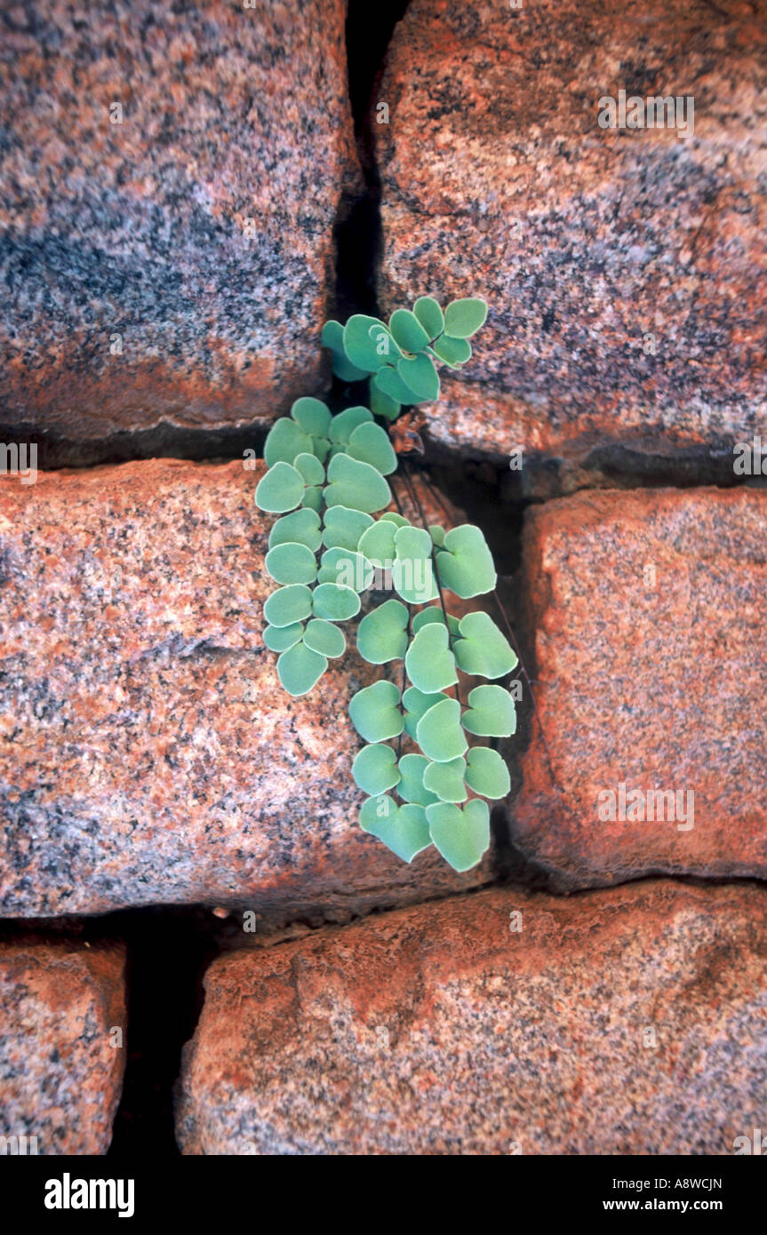 Ruines de kame Banque D'Images