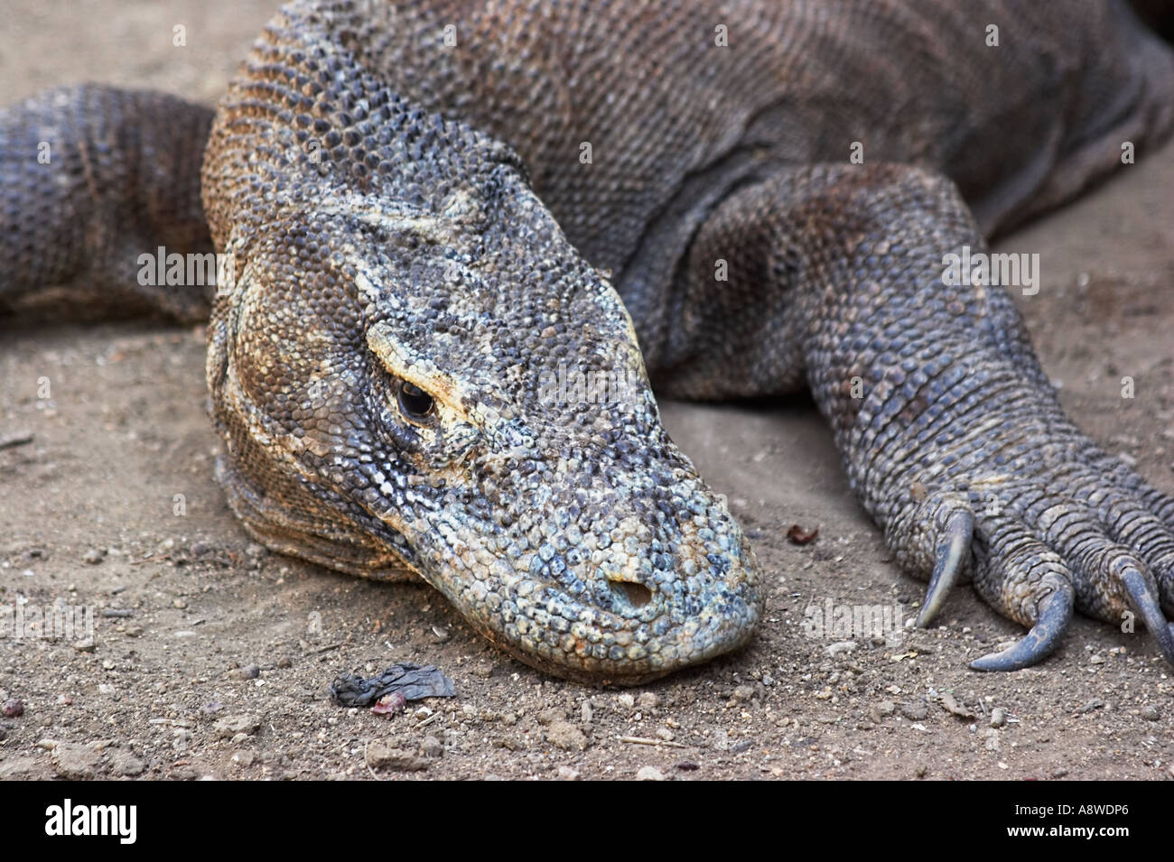 Dragon de Komodo, le plus grand lézard du monde Banque D'Images
