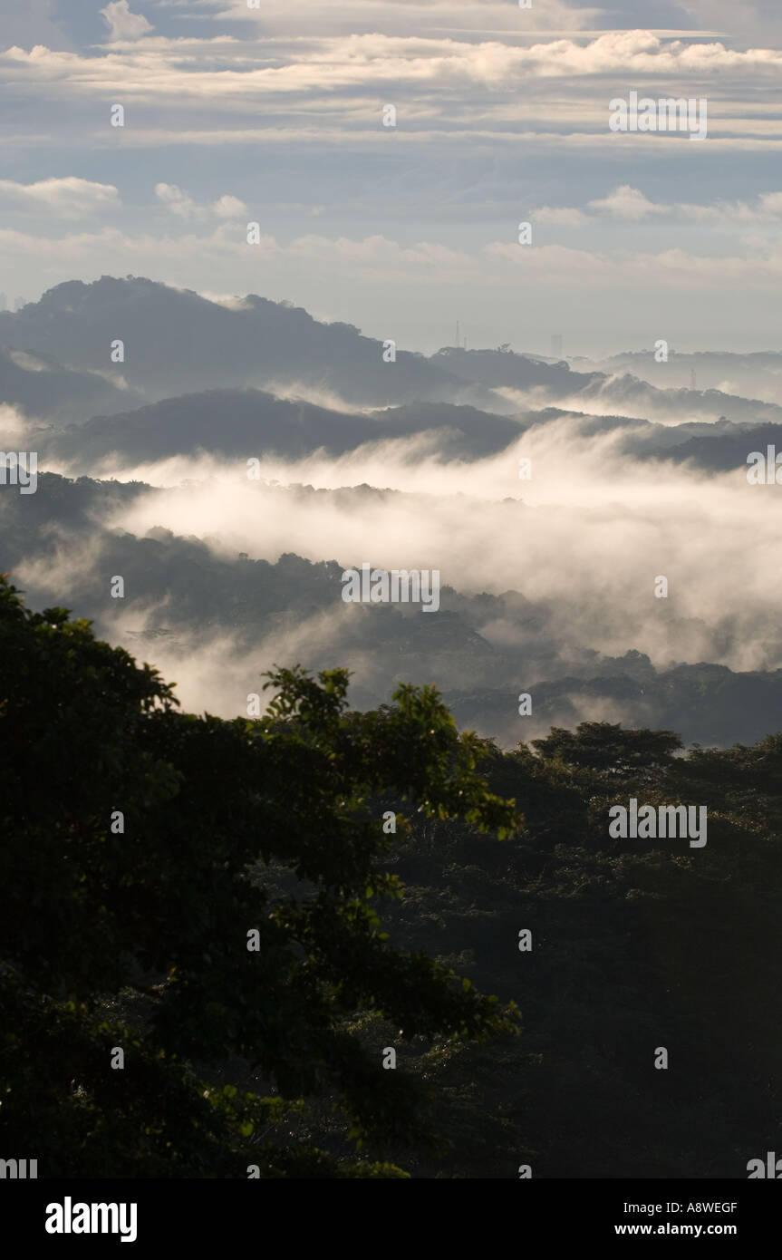 La brume enveloppant la forêt tropicale de plaine à l'aube, vu de la tour de la canopée, Parc National de Soberania, Panama, Amérique Centrale Banque D'Images