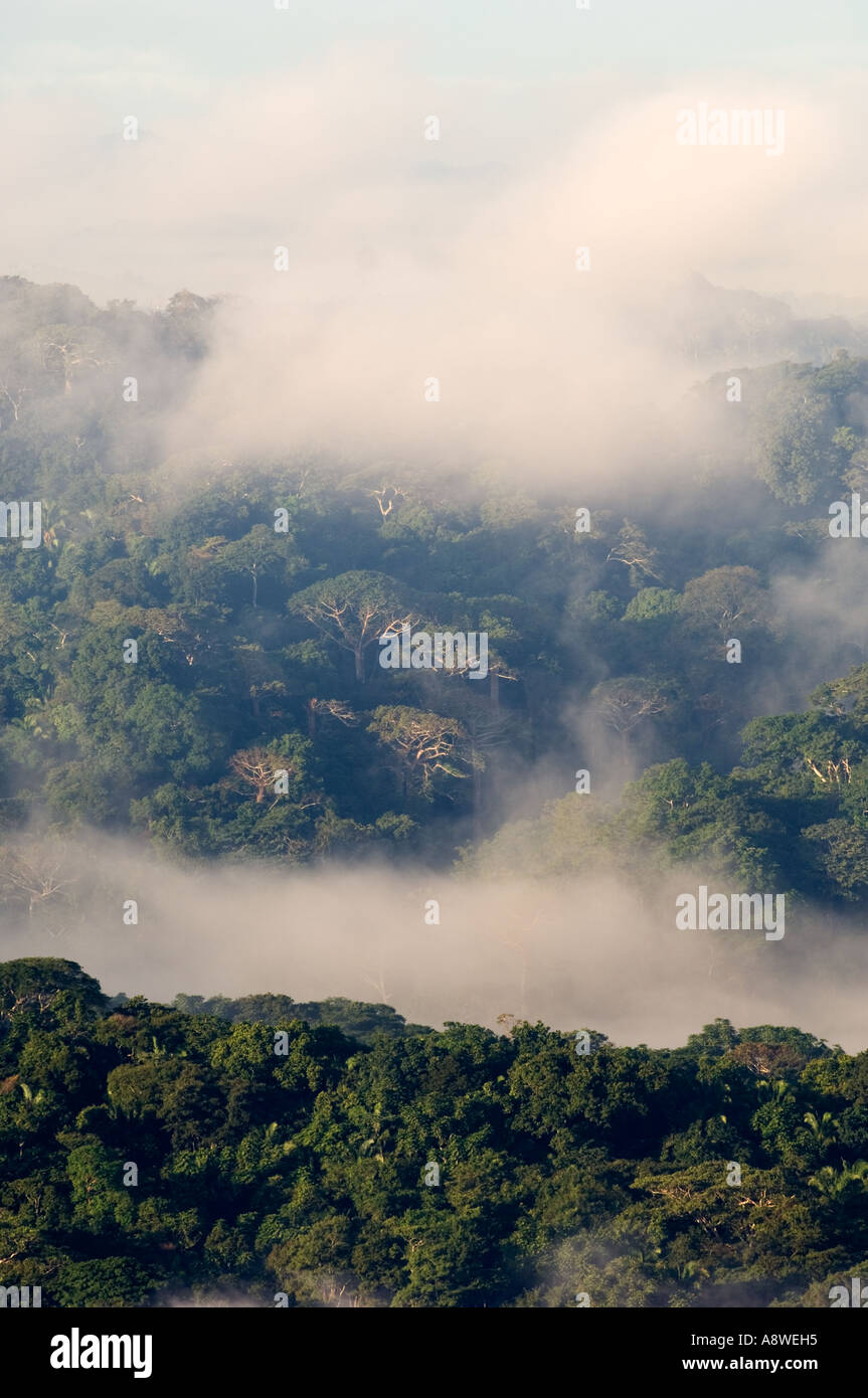 La brume enveloppant la forêt tropicale de plaine à l'aube, vu de la tour de la canopée, Parc National de Soberania, Panama, Amérique Centrale Banque D'Images