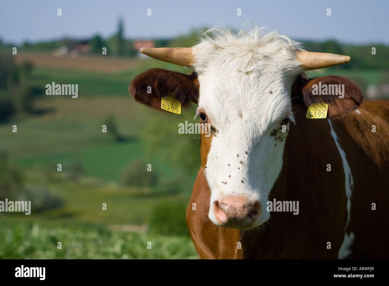 Portrait de vache Suisse, Argovie, nord-ouest de la Suisse Banque D'Images