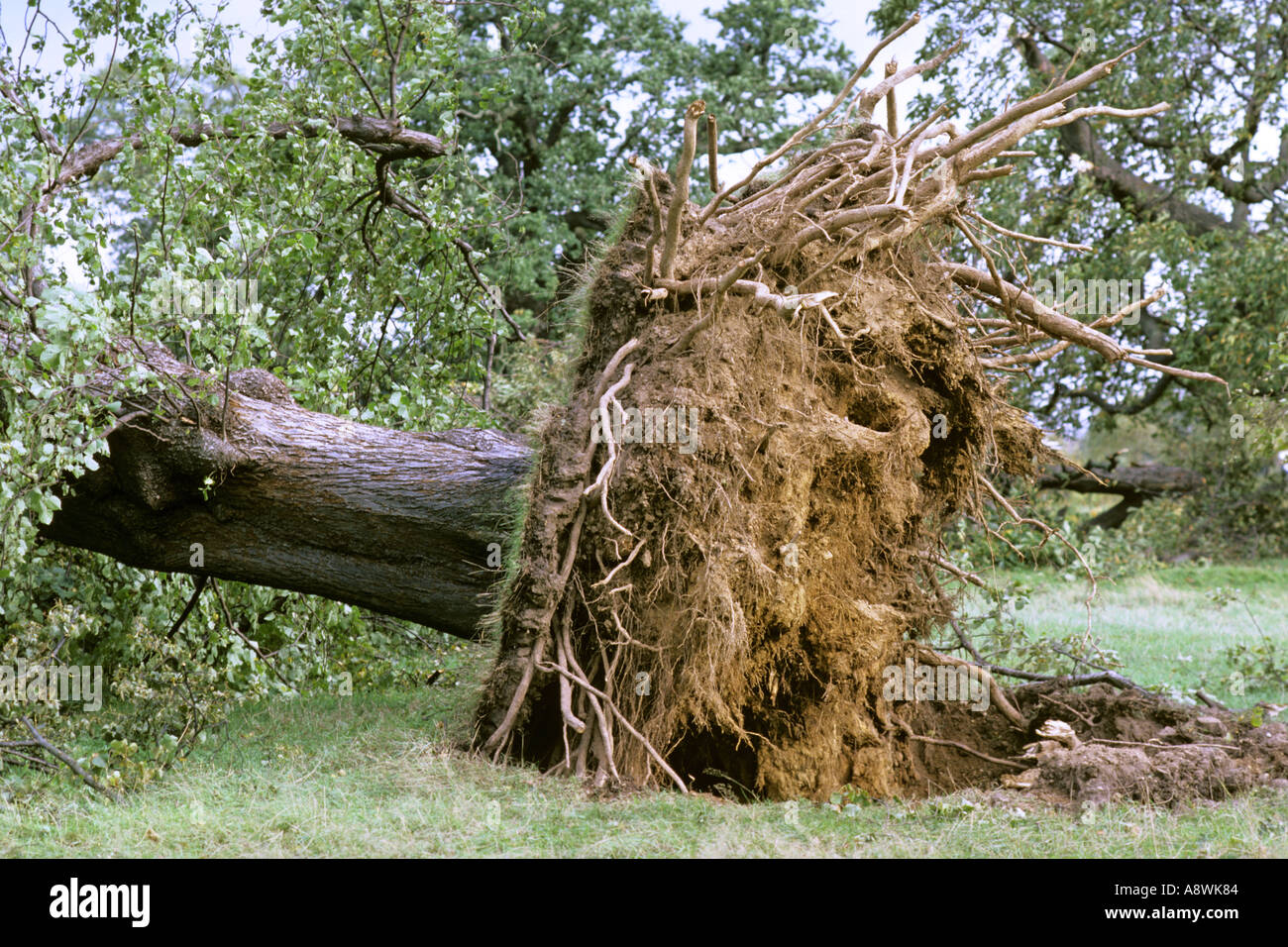 Arbre dans l'ouest de Londres, Bushy Park déracinés par grande tempête 16 octobre 1987, JMH0503 Banque D'Images