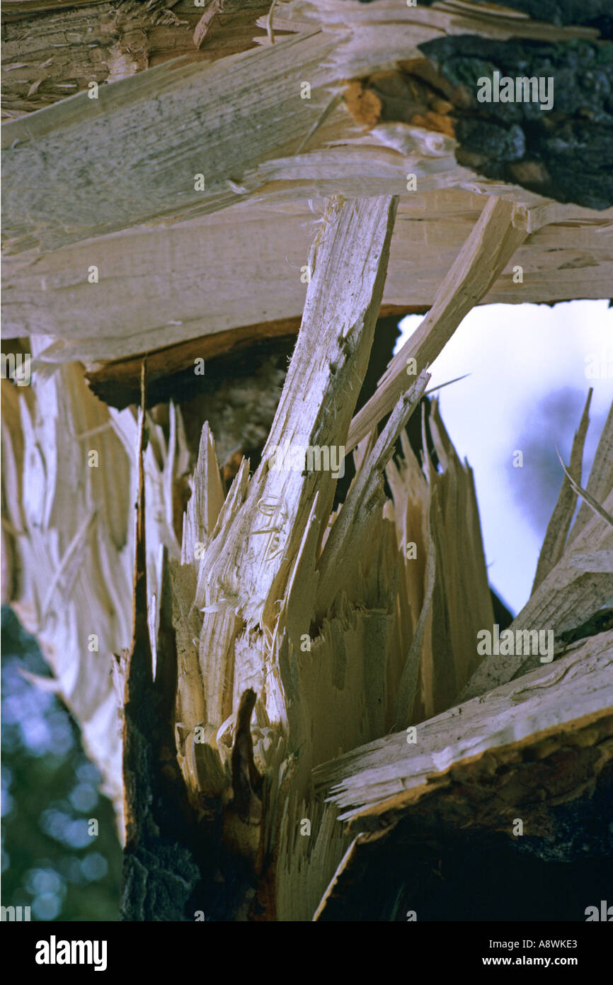 Arbre dans l'ouest de Londres, Bushy Park split par grande tempête 16 octobre 1987. JMH0506 Banque D'Images