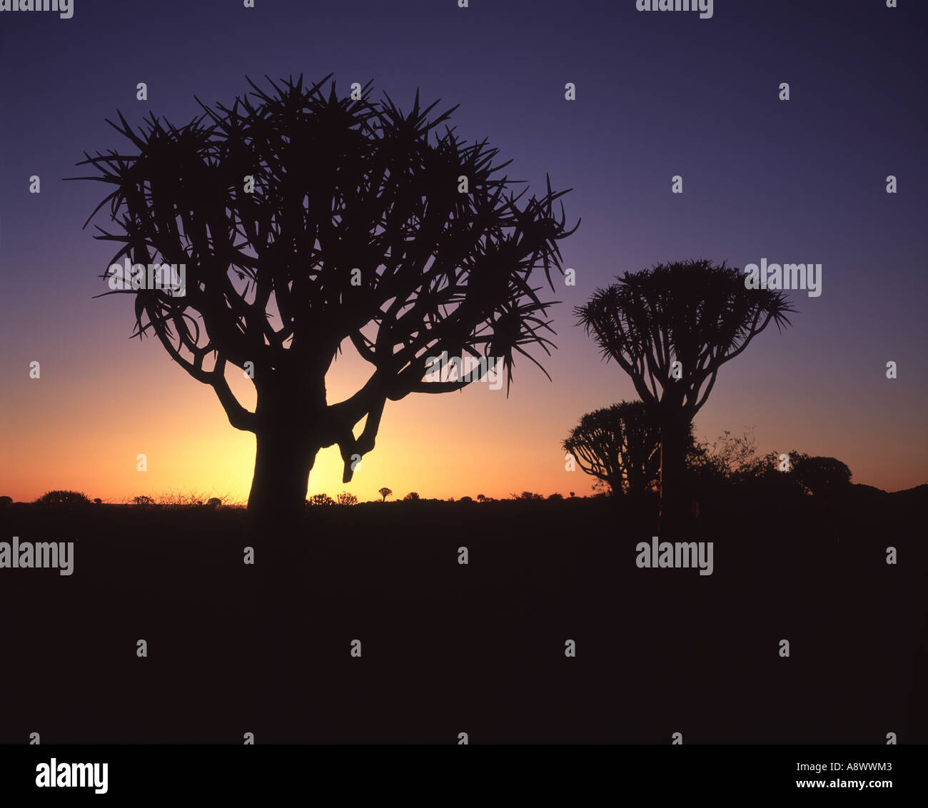 Aloe dichotoma Kokcurboum Kokcurboum au coucher du soleil découpages Forest Keetmannshoop Afrique Namibie Banque D'Images