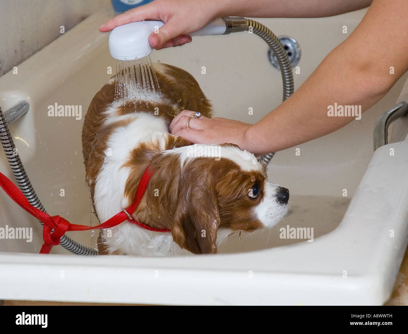 Un spaniel dans la baignoire Banque D'Images