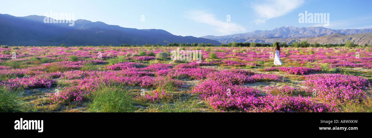 Dame dans domaine de l'Abronie à petites fleurs violet-sandverbenas en Californie Anza Borrego desert Banque D'Images