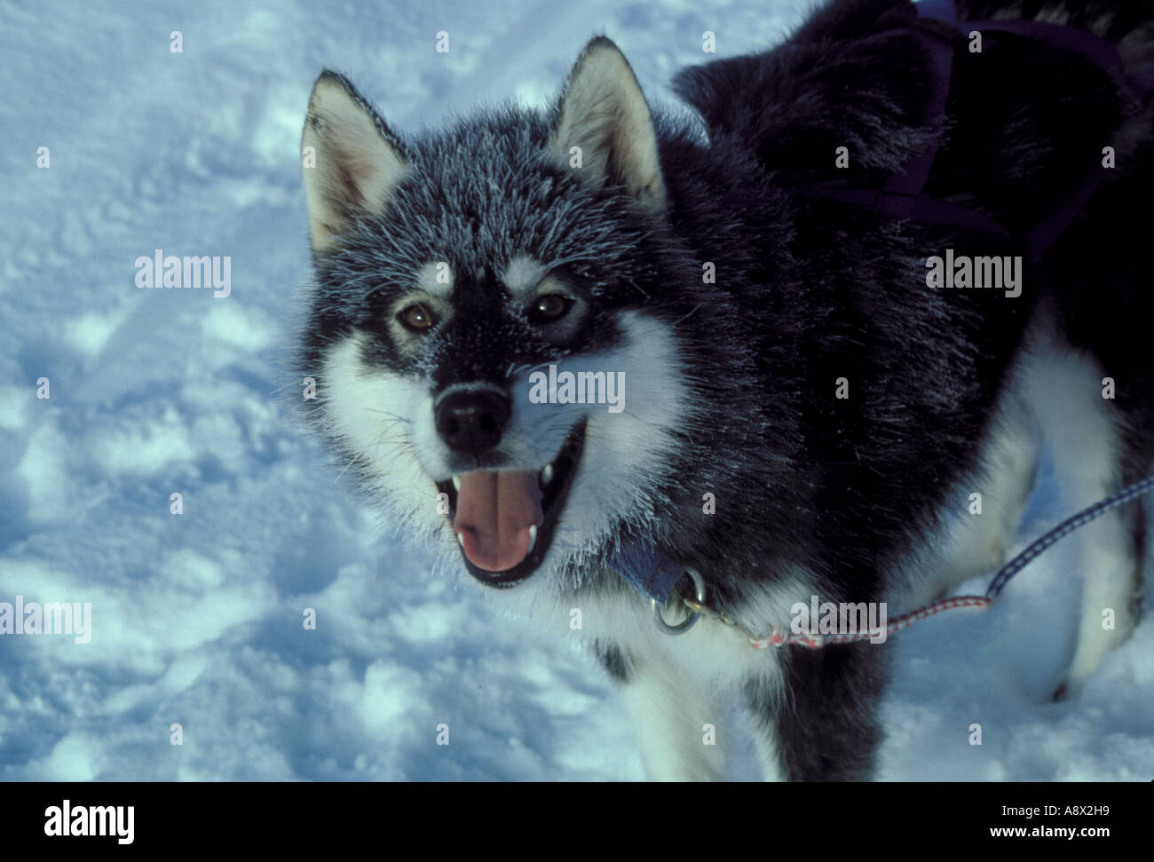 Husky de Sibérie sleddog, avec visage givré, Alaska Banque D'Images