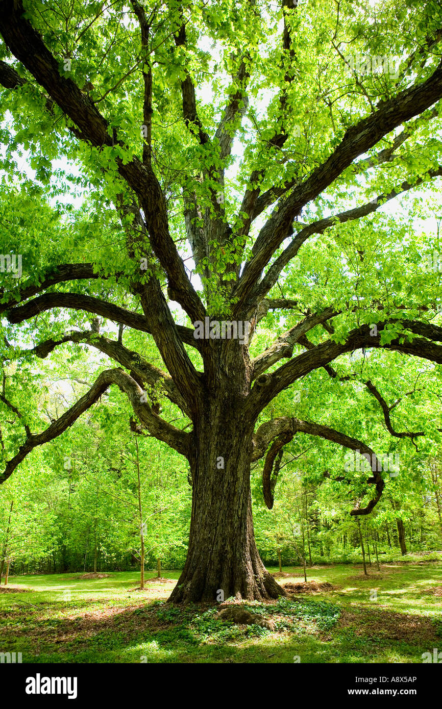 Ancien noble strong statuesque stalwart robuste chêne sage seigneuriale Greensboro en Caroline du Nord Banque D'Images