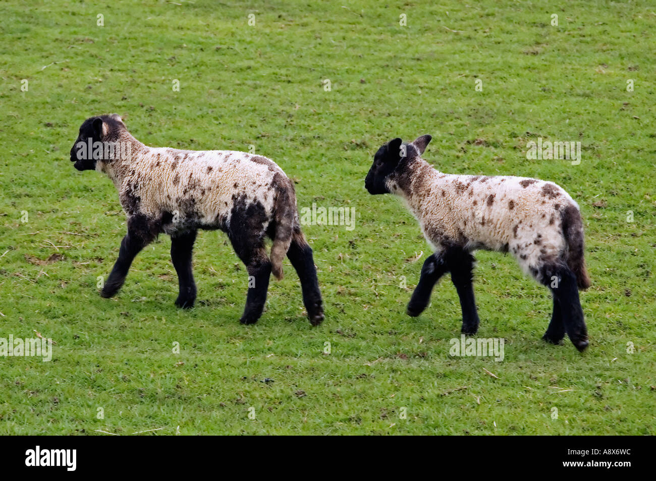 Deux agneaux noir et blanc marche dans un champ Banque D'Images