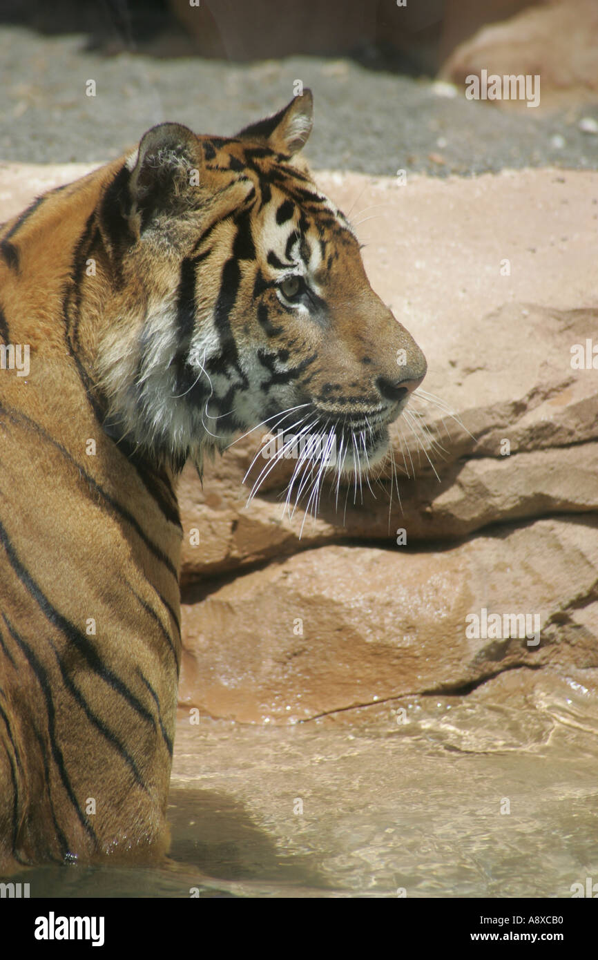 Tiger se leva regardant Banque D'Images Tiger se leva regardant Banque D'Images