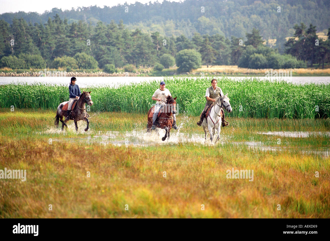 Les chevaux au lac du pecher dans la région d'Auvergne France Banque D'Images