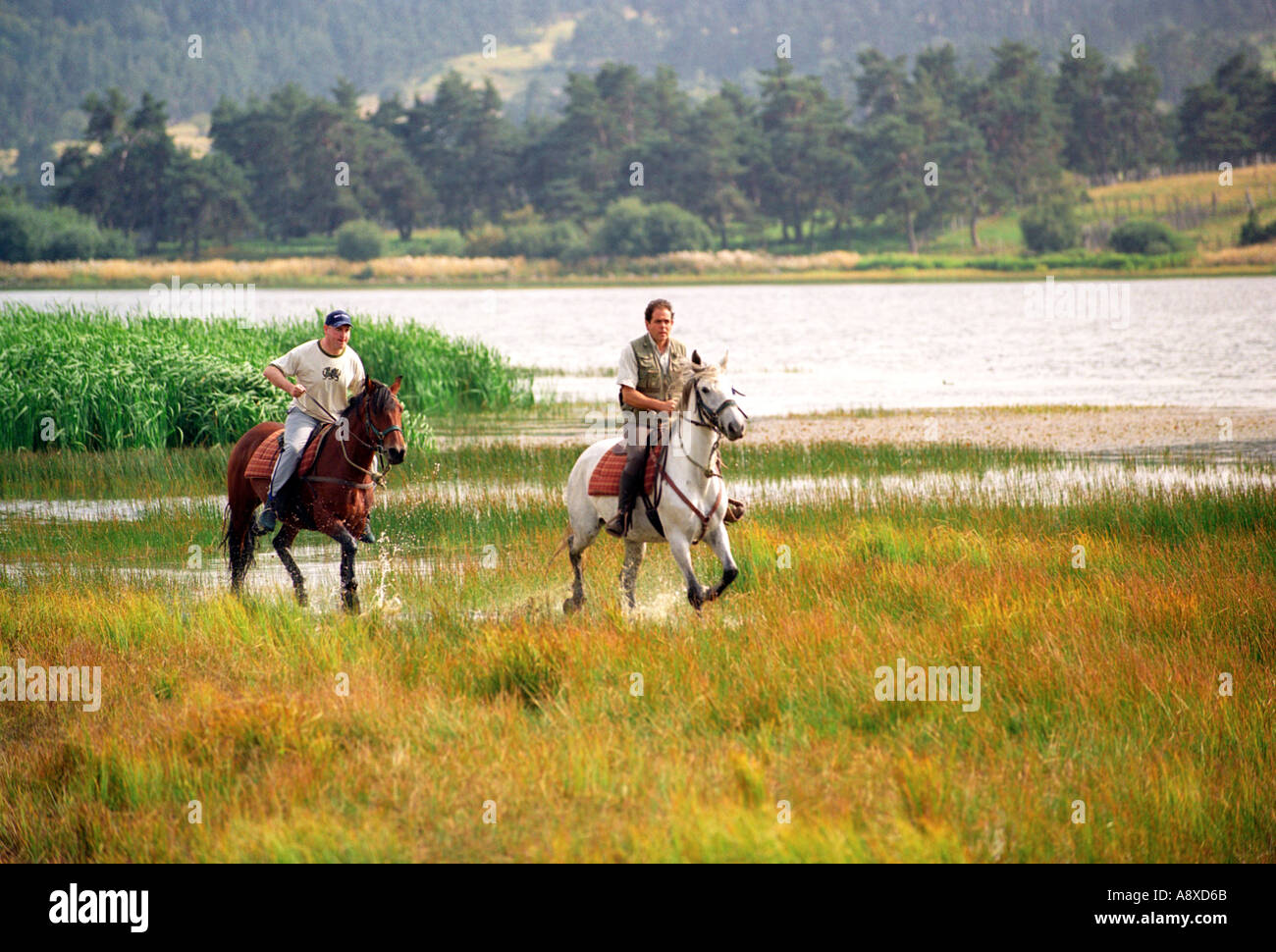 Les chevaux au lac du pecher dans la région d'Auvergne France Banque D'Images