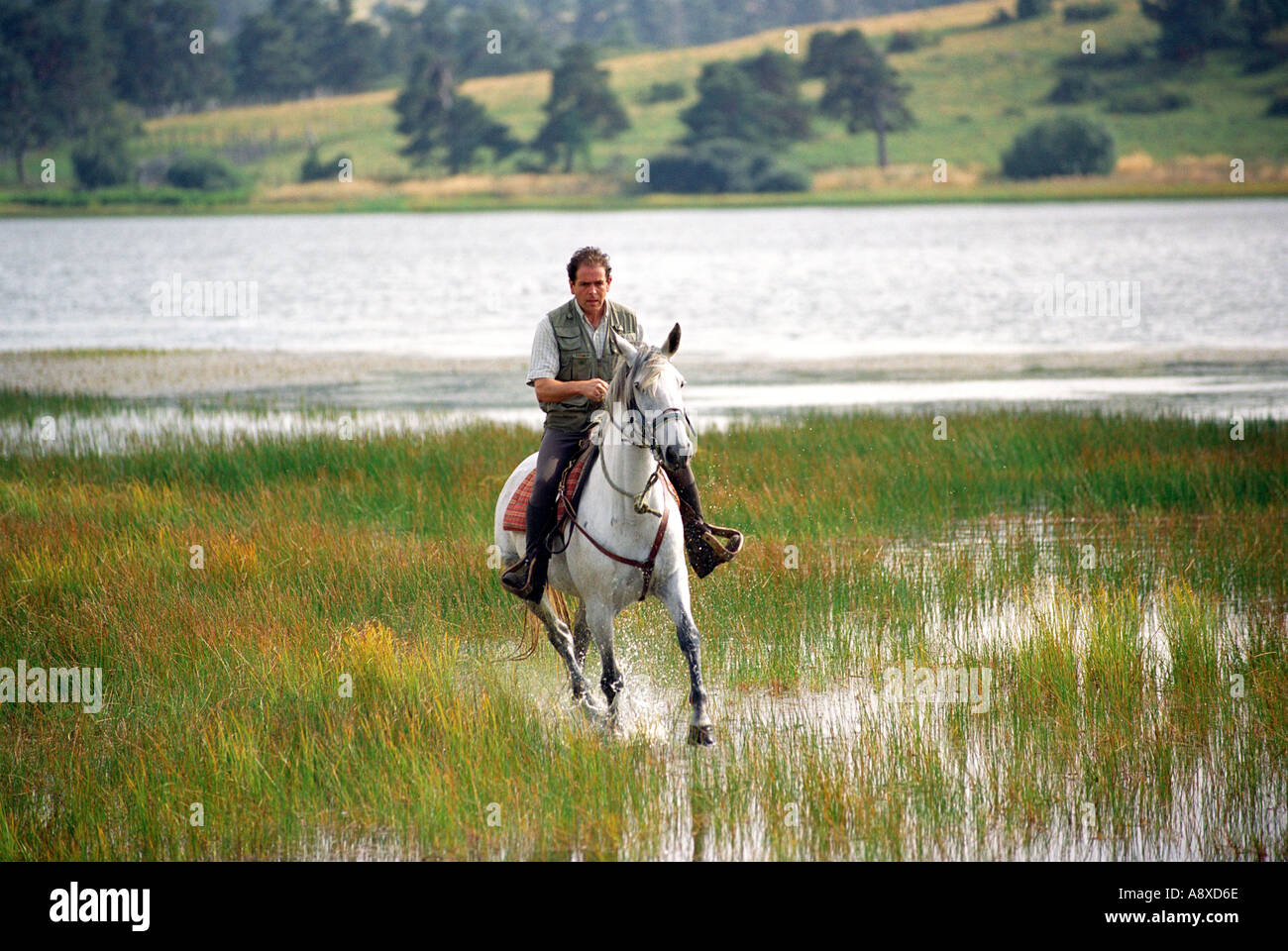 Les chevaux au lac du pecher dans la région d'Auvergne France Banque D'Images