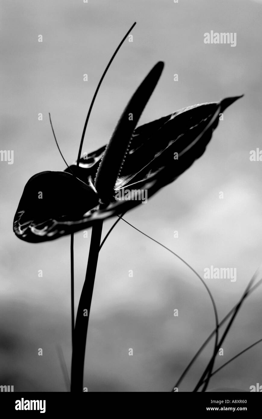 Anthurium Banque D'Images