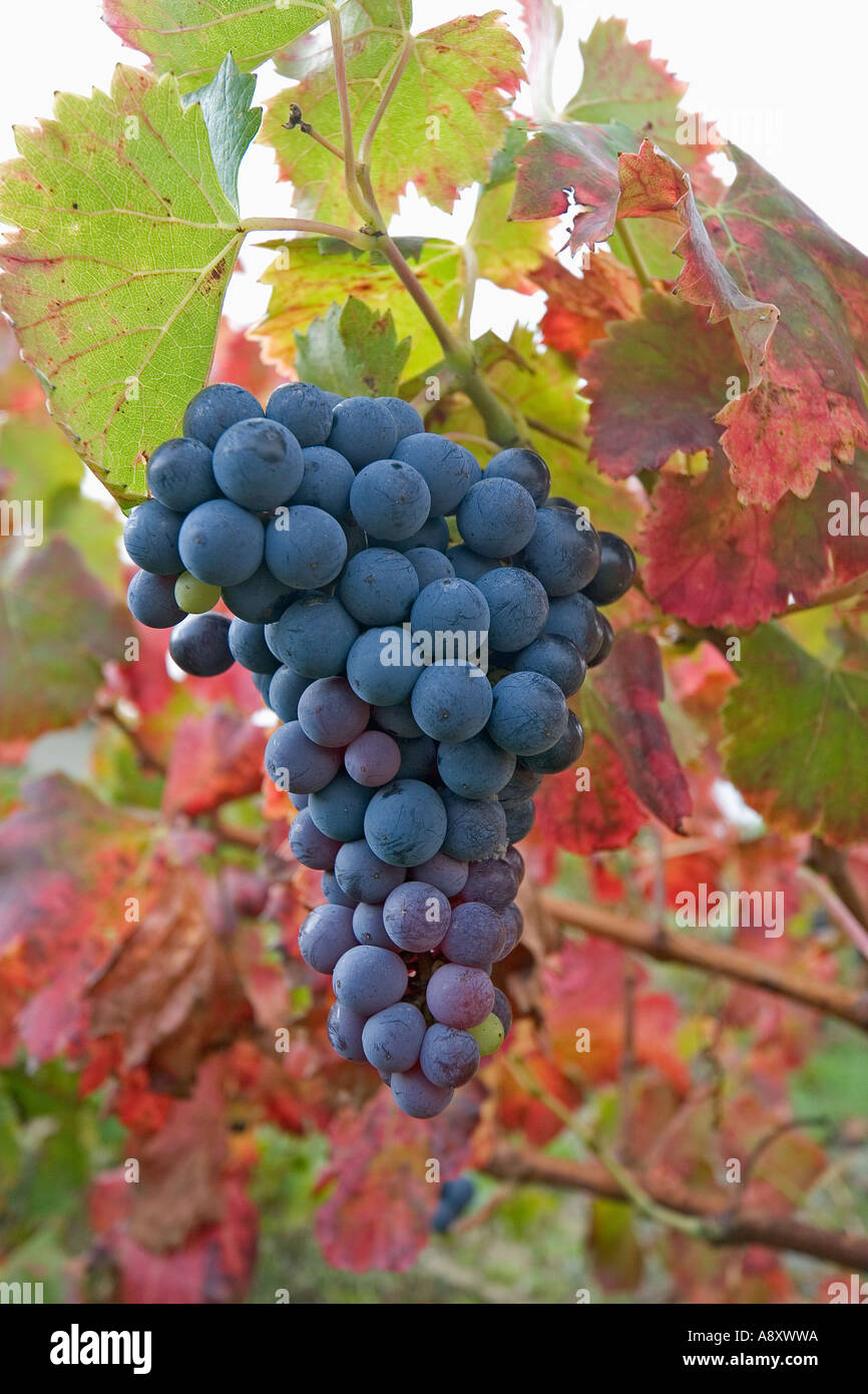 En automne, la vigne dans la fructification (Vitis vinifera) à St Roman de Malegarde (France). Vigne et grappe de raisin en automne. Banque D'Images