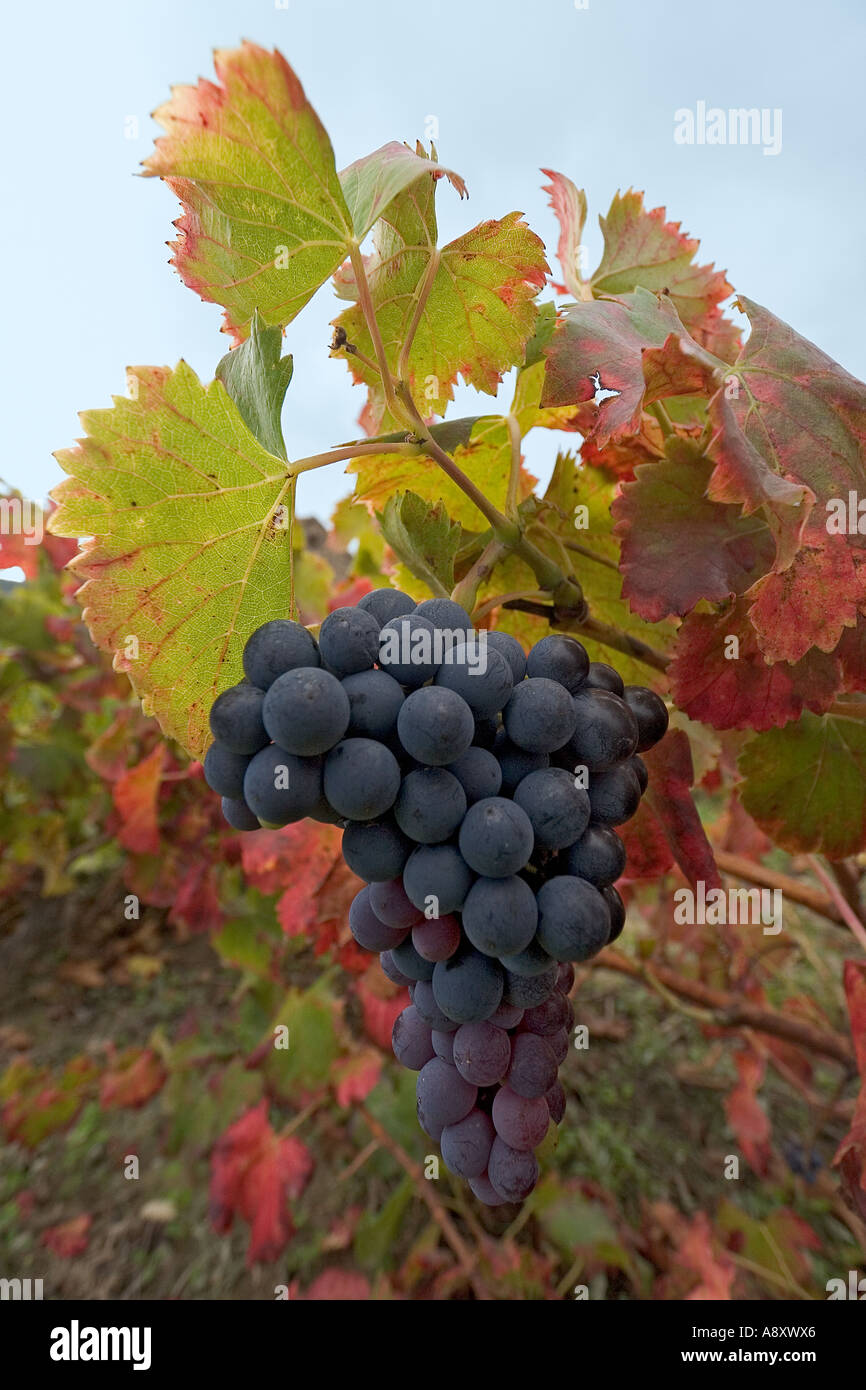 En automne, la vigne dans la fructification (Vitis vinifera) à St Roman de Malegarde (France). Vigne et grappe de raisin en automne. Banque D'Images
