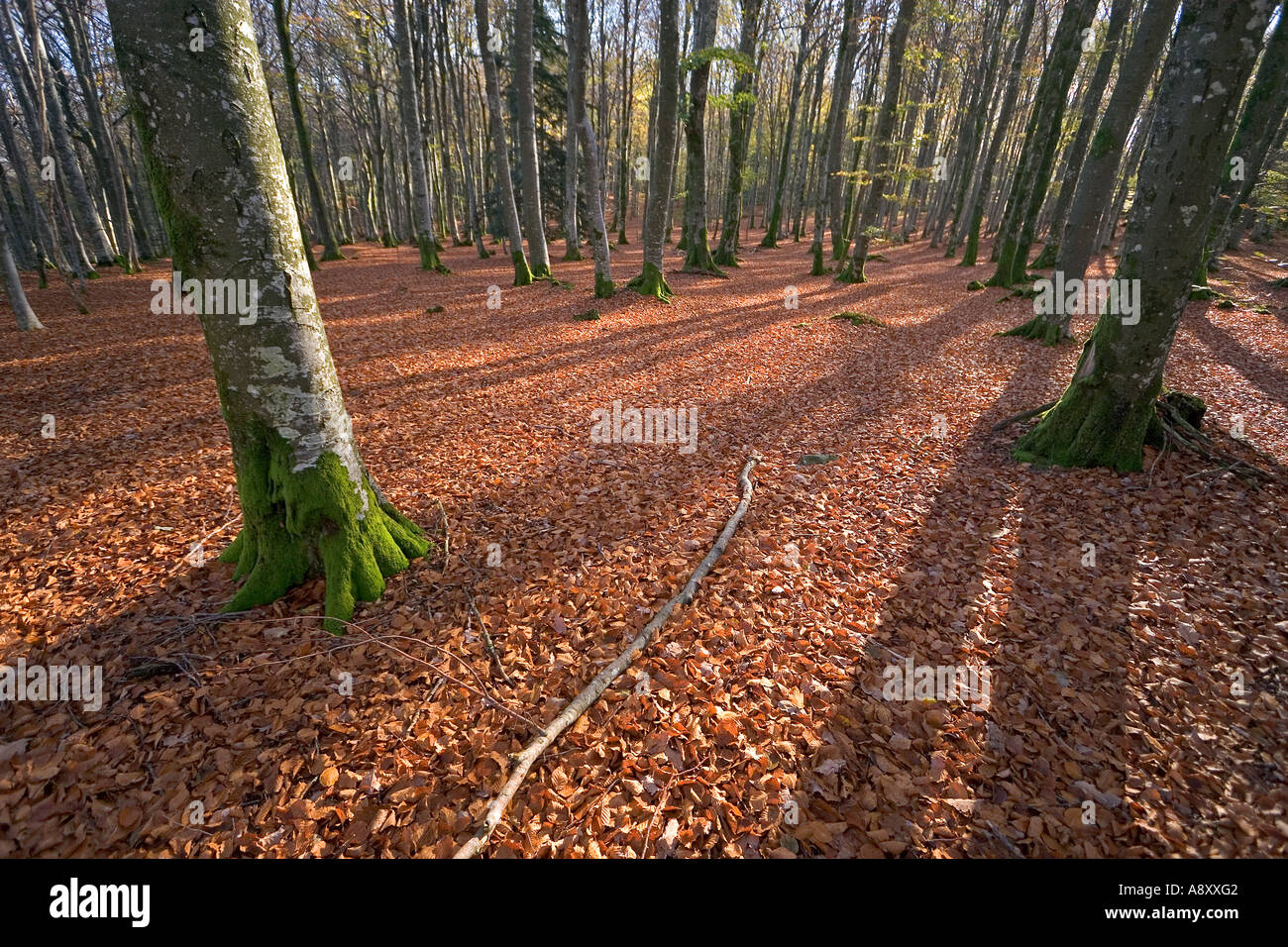 Une forêt d'hêtres (Fagus sylvatica) en automne (France). Forêt de hêtres en automne (France). Banque D'Images