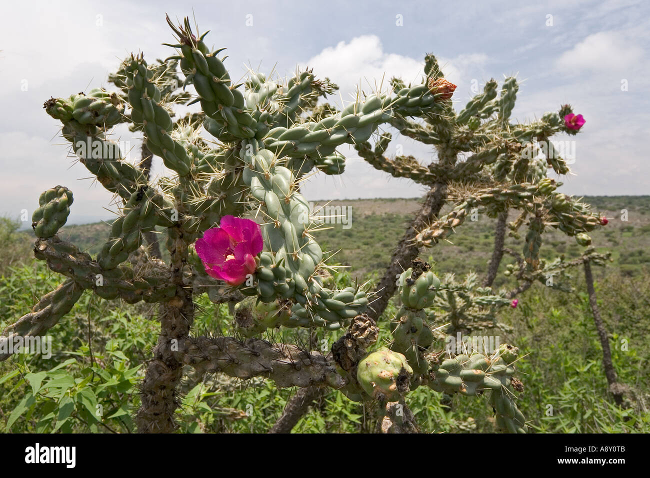 Un Opuntia imbricata entrée en fructification (Mexique). Opuntia imbricata en fleurs et en fruits (Mexique). Banque D'Images