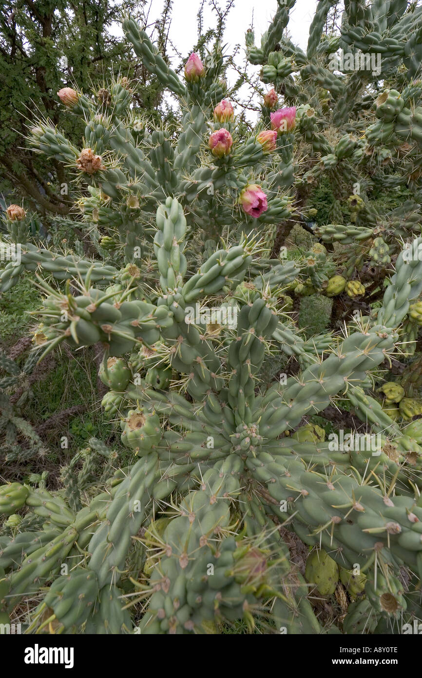 Un Opuntia imbricata entrée en fructification (Mexique). Opuntia imbricata en fleurs et en fruits (Mexique). Banque D'Images