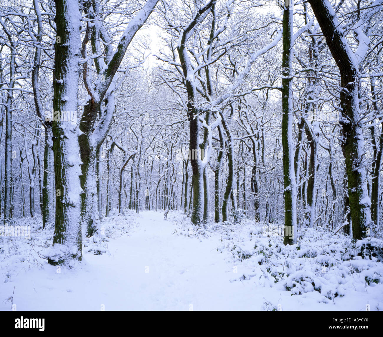 Bois de Newton en hiver la neige, près de Great Ayton, North York Moors National Park, North Yorkshire, Angleterre Banque D'Images