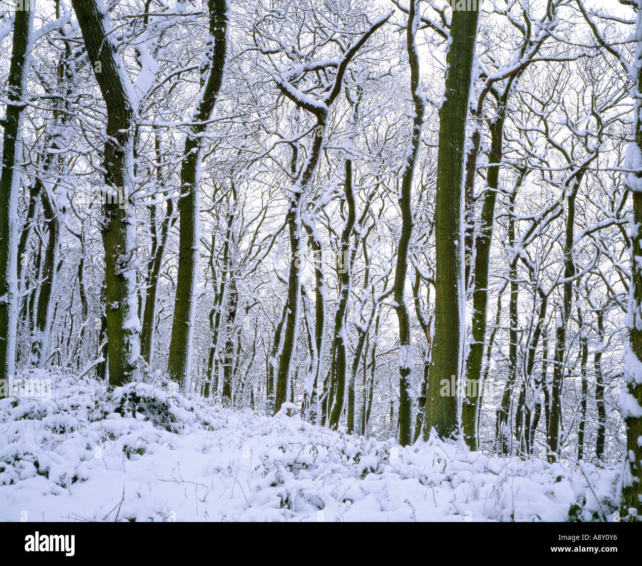 Bois de Newton en hiver la neige, près de Great Ayton, North York Moors National Park, North Yorkshire, Angleterre Banque D'Images