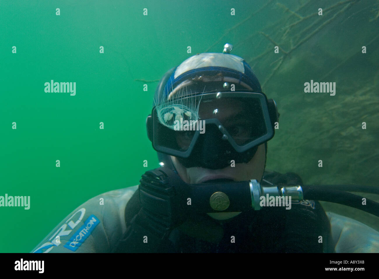 Regarder un snorkeler douteux de méduses d'eau douce (France). Plongeur dubitatif attentif une méduse d'eau douce (France). Banque D'Images