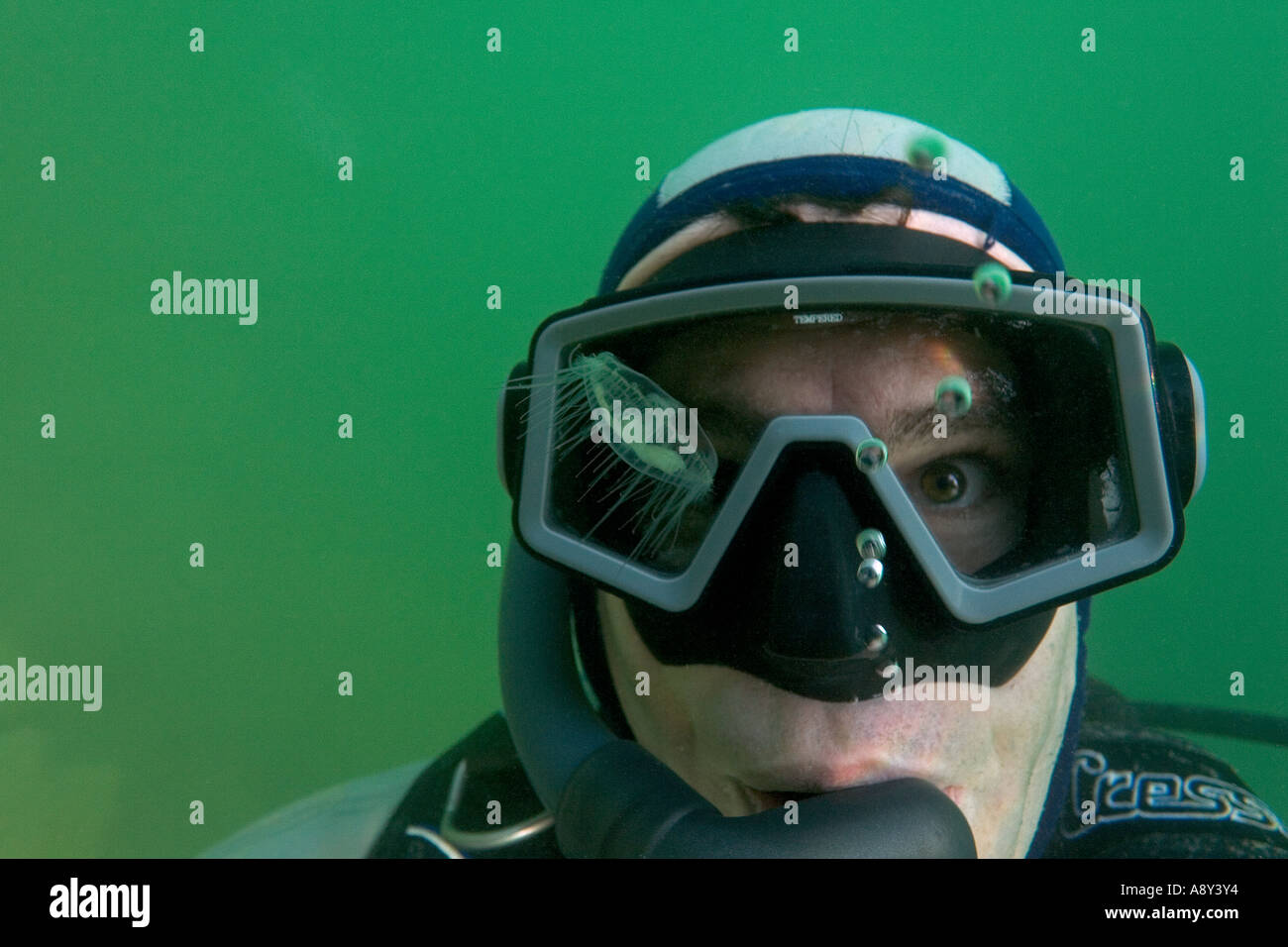 Regarder un snorkeler douteux de méduses d'eau douce (France). Plongeur dubitatif attentif une méduse d'eau douce (France). Banque D'Images