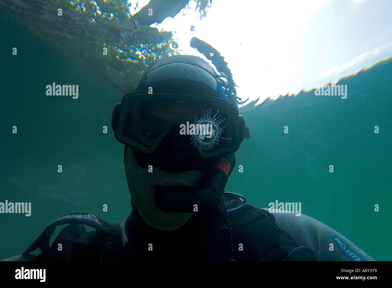 Regarder un snorkeler douteux de méduses d'eau douce (France). Plongeur dubitatif attentif une méduse d'eau douce (France). Banque D'Images