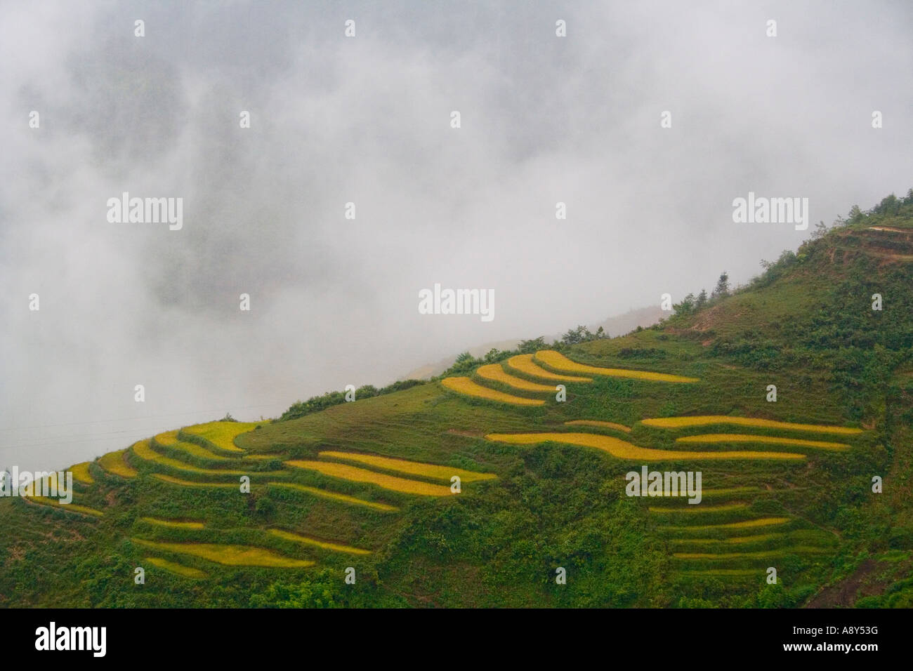 Les Rizières en terrasses dans la brume Sapa Vietnam Banque D'Images