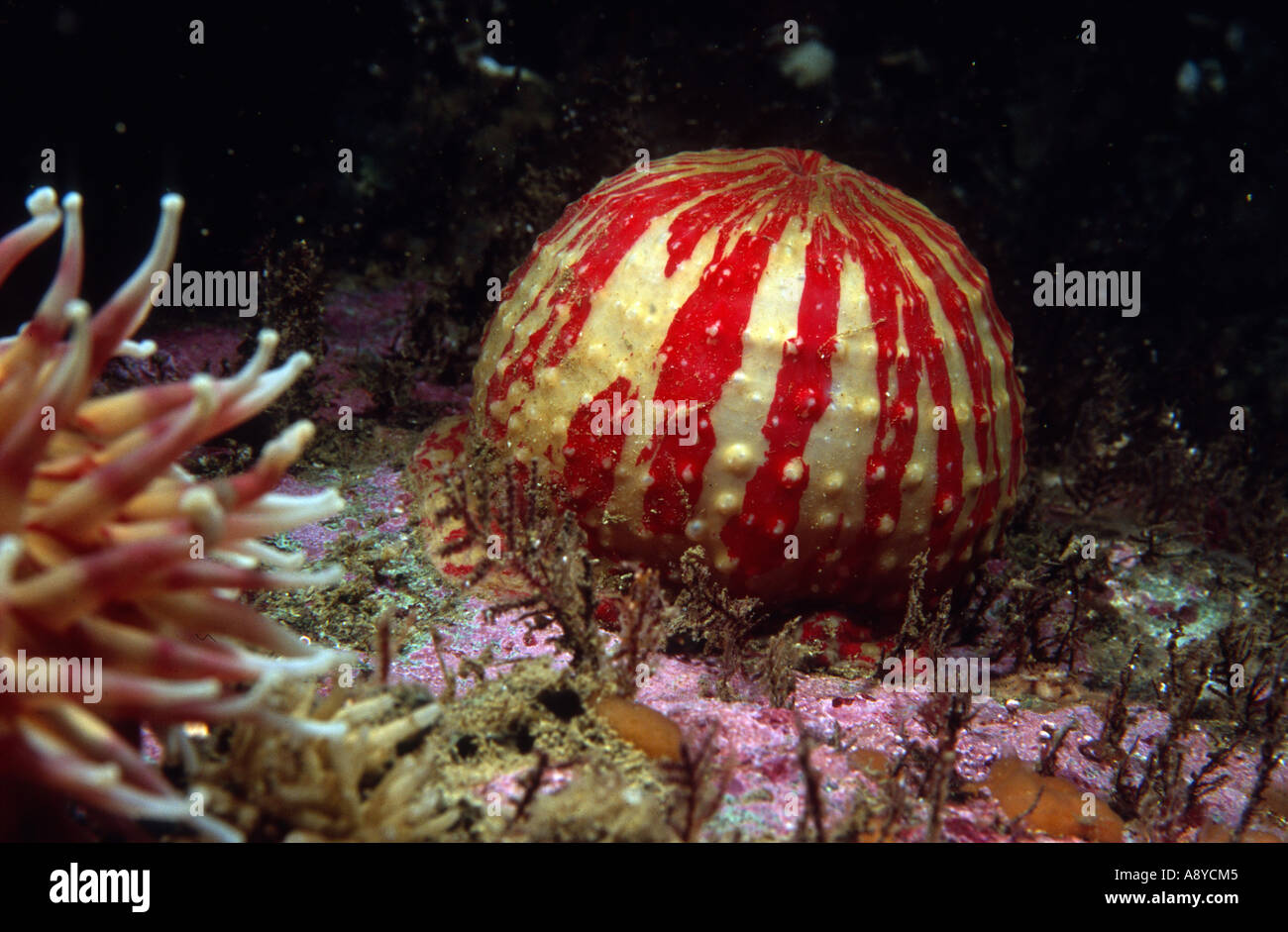 Spécimen géant fermé d'anémone de mer du Pacifique Nord, appelé aussi grebelnyi Urticina Urticina crassicornis Pacifique Nord sous-marine Banque D'Images