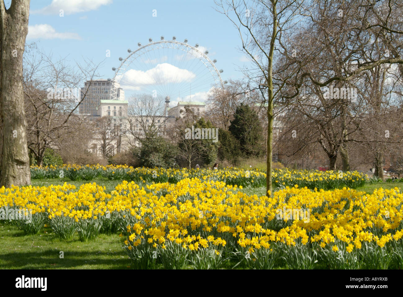 St, James, parc, London, oeil, vue, jonquilles, printemps, printemps, dans, touristiques, de l'attraction, la ville, le tourisme, Banque D'Images