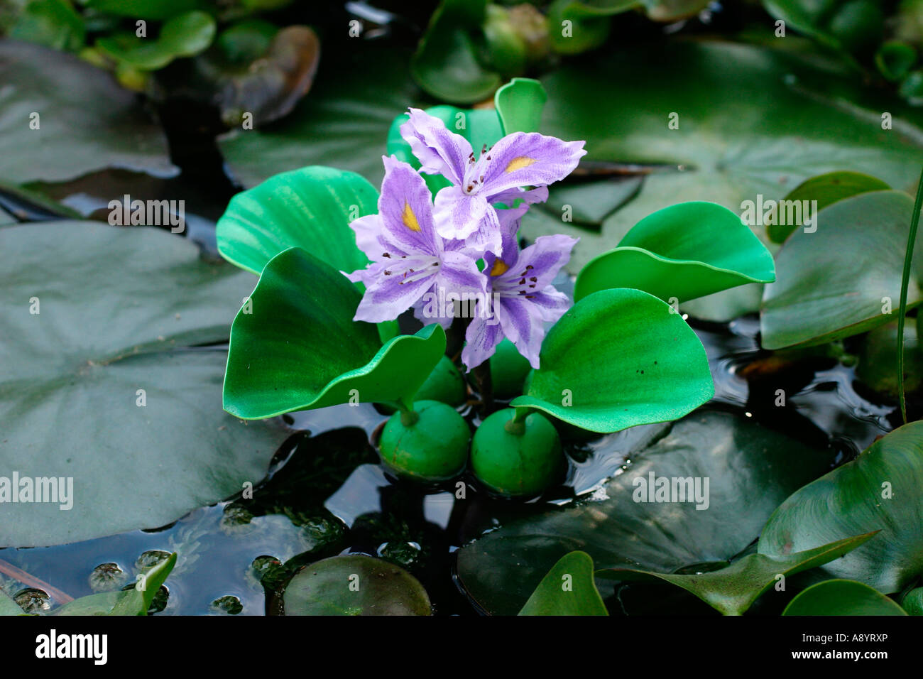 Fleurs en plastique de l'eau pourrie Banque D'Images