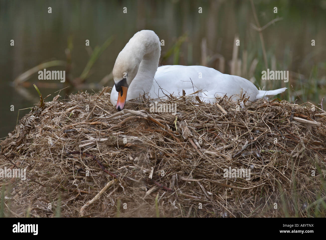 Cygne tuberculé Cygnus olor INCUBATION DES ŒUFS tout en réorganisant les matériaux de nidification Banque D'Images