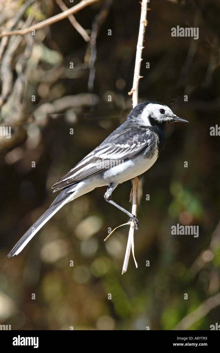 Bergeronnette PIE MOTACILLA ALBA PERCHER SUR BRAMBLE STALK Banque D'Images