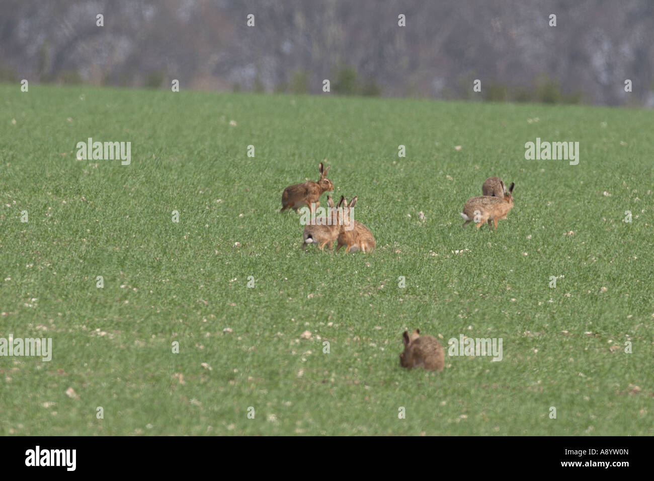 Lièvre BRUN LEPUS CAPENSIS GROUP JOUER IN ADWELL Banque D'Images