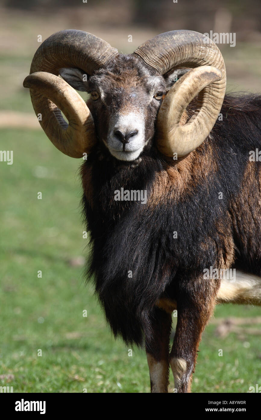 Moutons SOAY CLOSE UP DE RAM FV Banque D'Images Moutons SOAY CLOSE UP DE RAM FV Banque D'Images