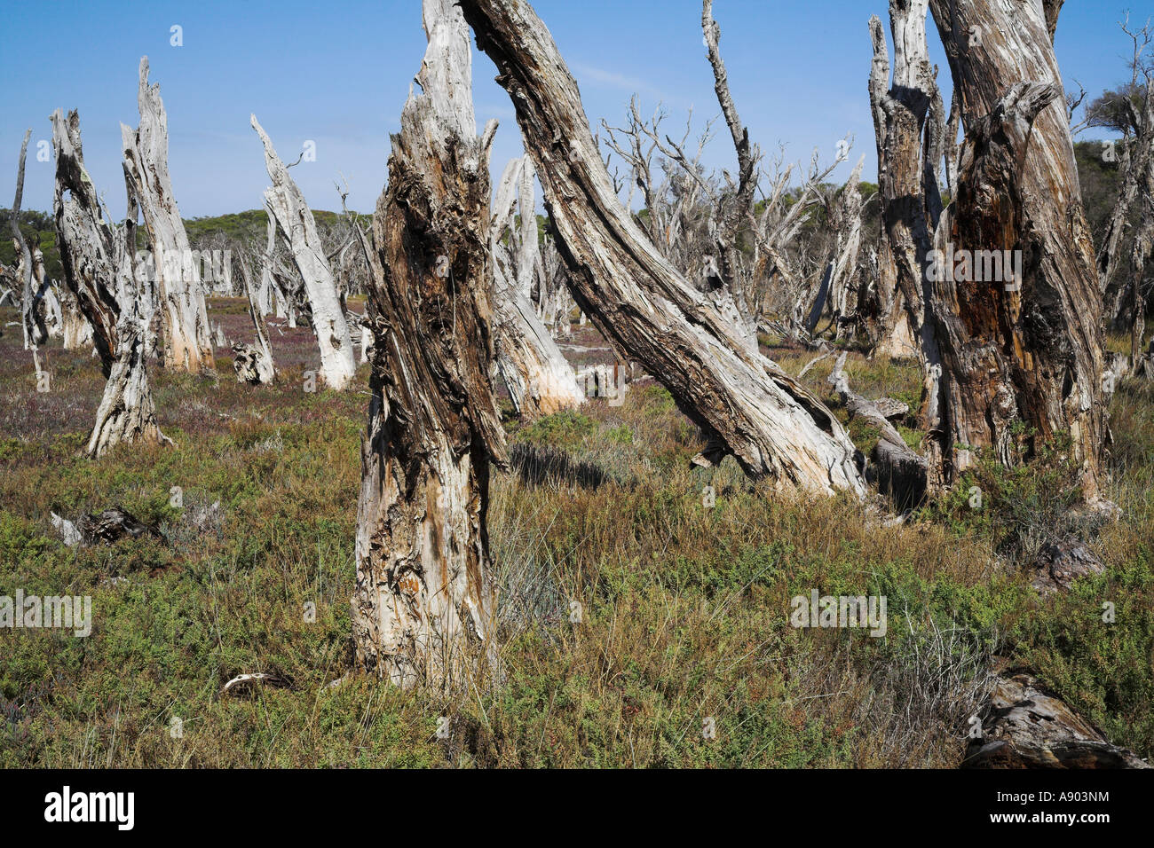 Les souches pourries de Australian Melaleuca l'écorce des arbres en papier afficher les effets du changement climatique sur l'environnement naturel Banque D'Images