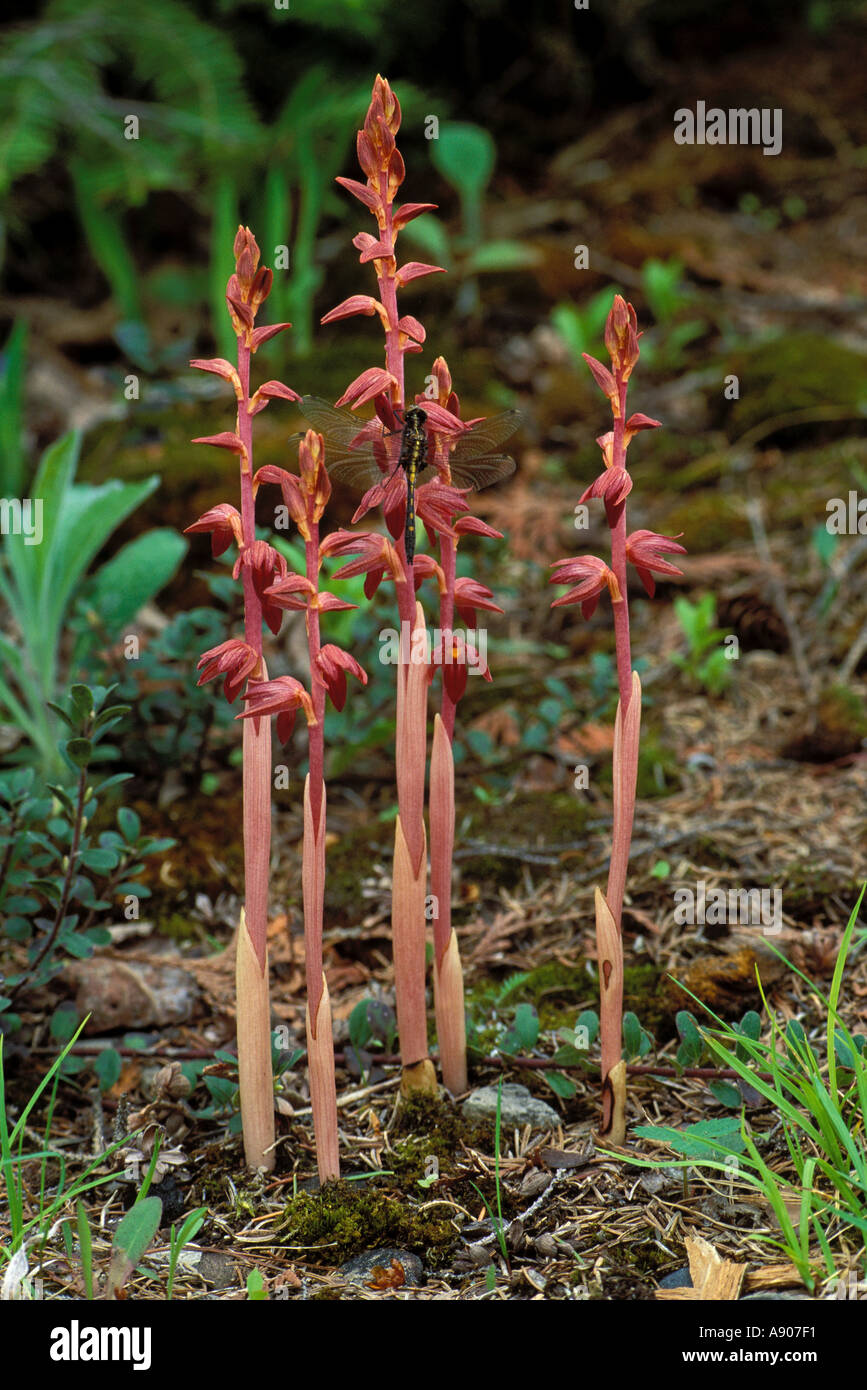 Racine de corail Corallorhiza maculata libellule Banque D'Images